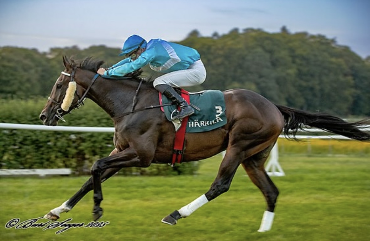 Wilson Racing - Professional Horse Training